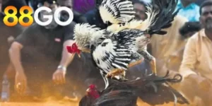 Đá Gà Casino 88GO: Định Nghĩa và Sự Phát Triển