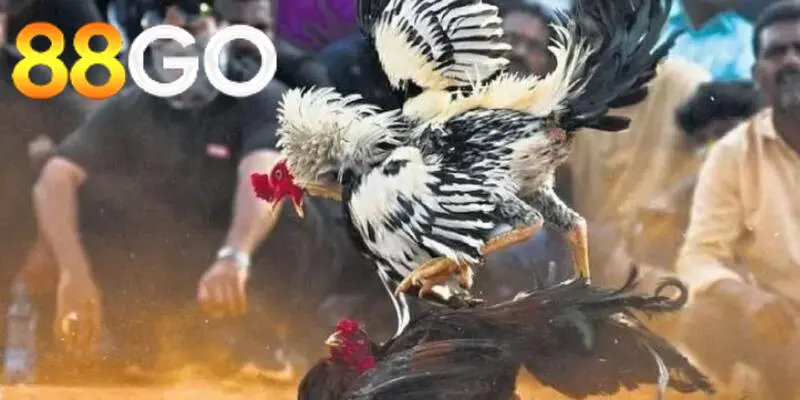 Đá Gà Casino 88GO: Định Nghĩa và Sự Phát Triển