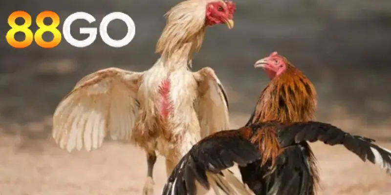 Cách Tham Gia Đá Gà Casino 88GO Từ A đến Z