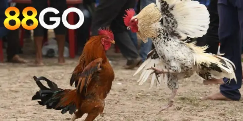 Kinh Nghiệm Chơi Đá Gà Casino 88GO Online Hiệu Quả