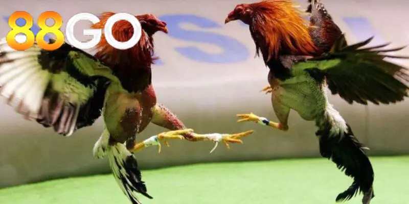 Thành công của kênh đá gà cực sắt 88GO