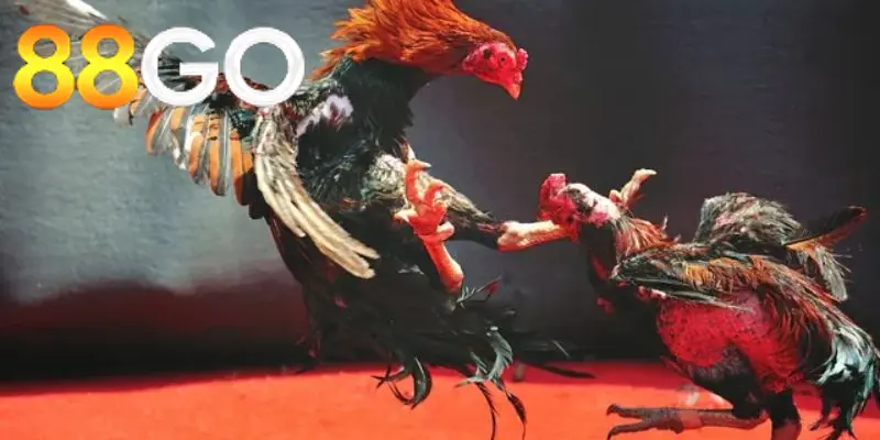 Đa dạng trận đá kê Thomo