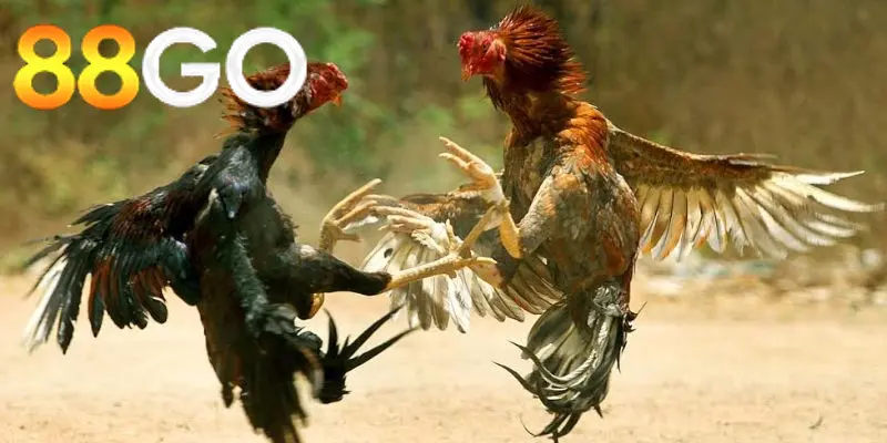Cách phân định thắng thua Đá Gà Thomo 88GO